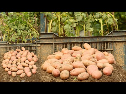 Growing potatoes at home just follow this method | Potato farming at home