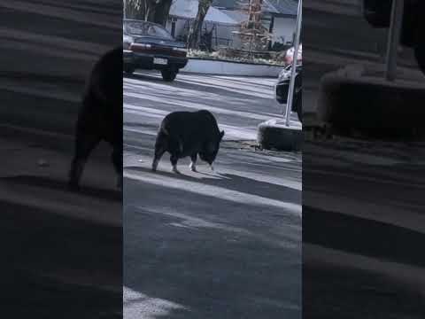 Wild boar roaming in the City