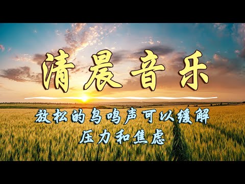 放鬆心靈的音樂 🎵清晨音乐放松的鸟鸣声可以缓解压力和焦虑 - 輕音樂 - 冥想音樂 - 輕音樂 鋼琴