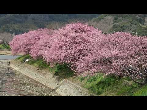 20220302河津桜