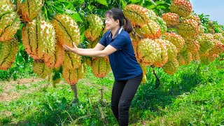 Daily Life |WOMAN Harvesting Chayote Fruit Goes To Market Sell - Chayote fruit has rough thorns