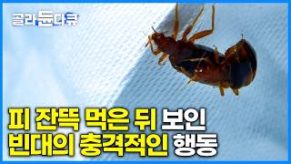 해외 여행 시 기피 1순위 해충! 빈대의 끔찍한 생존 전략｜가장 난잡하고 잔인한 짝짓기를 하는 해충｜다큐프라임｜#골라듄다큐