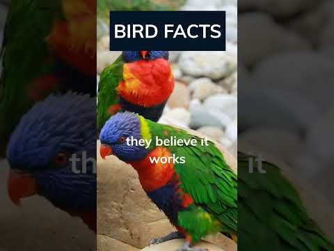 That's why birds 'dance' for love #funfacts #birds #LoveIsInTheAir