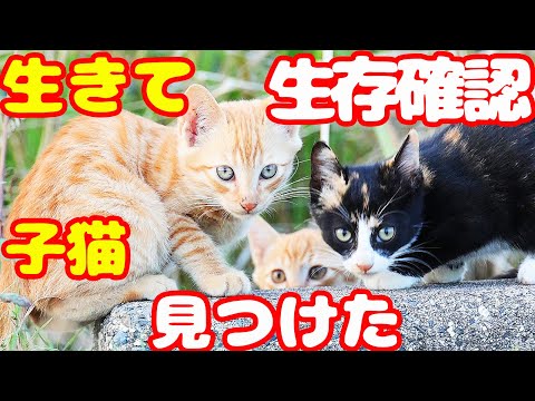 子猫生きてました‥心配なこと発覚！！さくらねこ 野良猫 子猫45匹ご飯食べたのですが‥