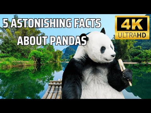 5 Astonishing Facts About Pandas That Will Leave You Speechless