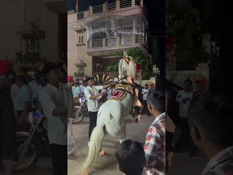 Marwadi marriage horse Dance #horsedance #tejal