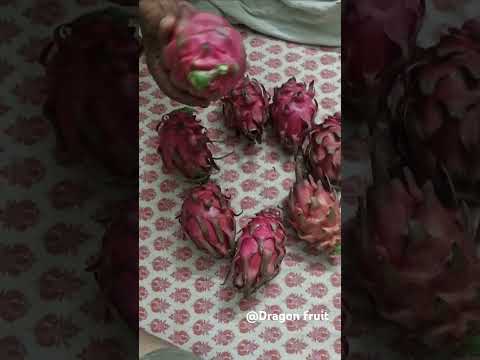 #dragonfruit #farming #like #nature #dragonfruitlover #gardening #agriculture #dragonfruittaste