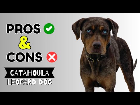 The Upsides and Downsides of Having a Catahoula Leopard Dog || Is This Breed Right for You?