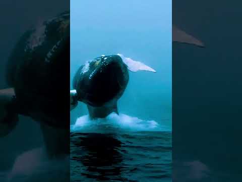 "Meet the Magnificent Giants: Types of Whales Explained" #wildlife #fascinatingwildlife #pinkanimals