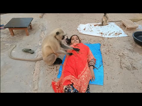 Bandar wala | monkey video | bandar bandar | bandar wala cartoon | bandar | bandar wala comedy