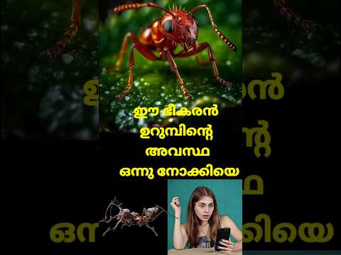 അടി തെറ്റിയാൽ ഏത് ഭീകരൻ ഉറുമ്പും വീകും #shorts #shortsfeed #shortsvideo