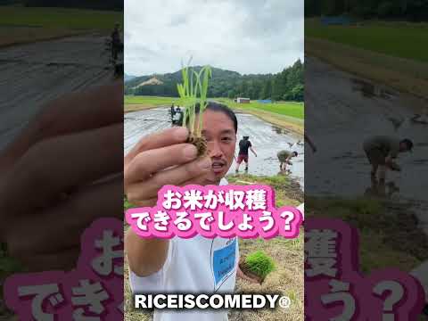 田んぼ大好きまさやの【お米クイズ】田植え体験ver.お米の知識 #shorts #short