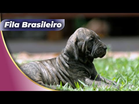 🐶Unveiling World's Rarest Top Dog Breed Fila Brasileiro🔥