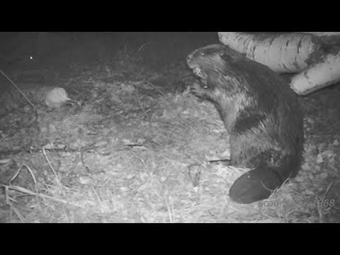 Beavers are Awesome Animals