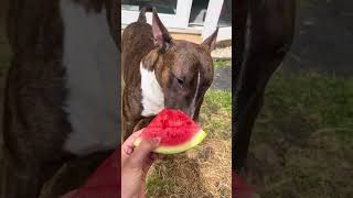 Bull Terrier Eating Watermelon 🥰 #bullterrierlove #puppy #bullterrierdogbreed