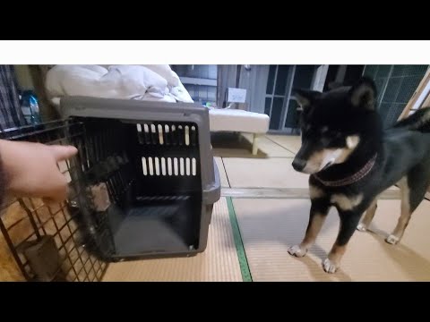 教えたことないはずなのに、分かる柴犬