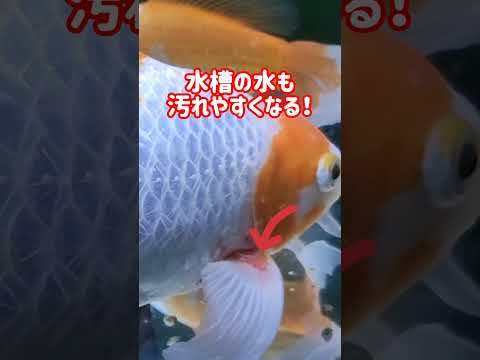 [金魚]　この暑さで金魚もストレス…体調崩します🤣