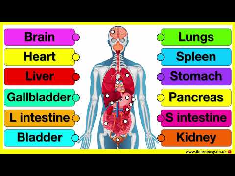 Organs of the body in English 🤔 | Match the parts of the body with words | Fun & easy learning video