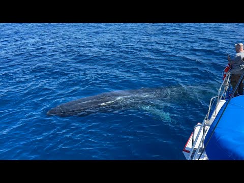 Friendly Fin Whale "Inspects" Whale Watching Passengers | Dana Point, CA