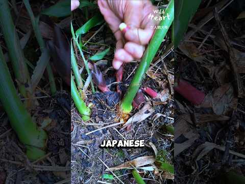 Ever Heard of Japanese Ginger?