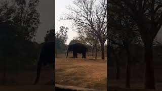 #shorts #explore Vandalur Zoo - Elephant    #shorts #chennai #subscribe #whatsappstatus #covid19