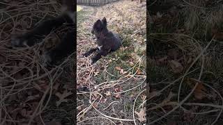 American blue Bay Shepherd puppies now available #dogsofinstagram #rescuedogsofinstagram