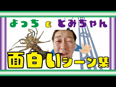 【よちどみ】伊勢海老持ってバンジージャンプ！？よっち&どみちゃん面白いシーン集！【ボンボンTV】