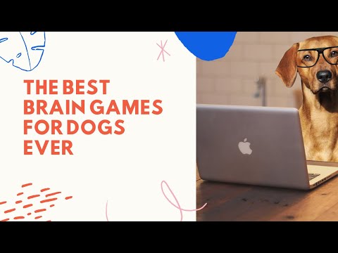 Omg! The Best Brain Games For Dogs Ever! CPDT-KA Certified Dog Trainer #shorts #dog