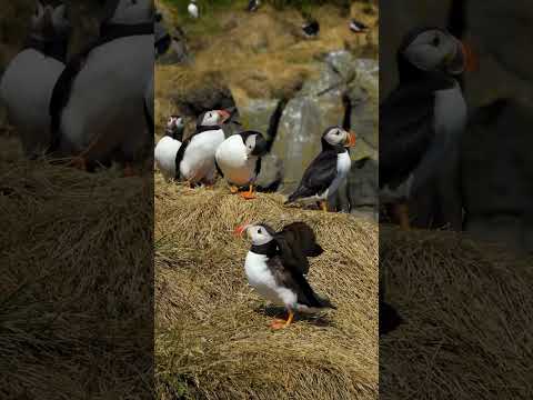 A few moments with Icelandic puffins 🐧🥹🫶🏼      #iceland #puffins #travel #nature