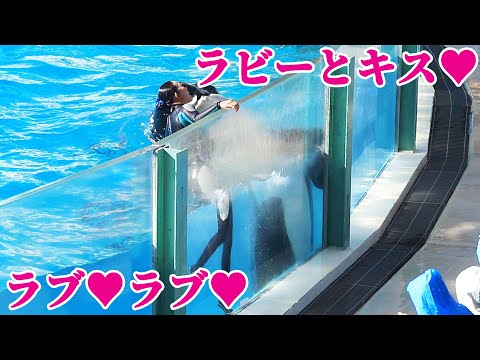 ラビーのファンサパフォーマス最高!! 鴨川シーワールド シャチショー KamogawaSeaWorld  orca killerwhale