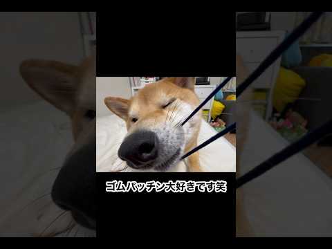 動画じゃないと真相は分からないと言われたので。  #ゴムパッチン #柴犬 #犬