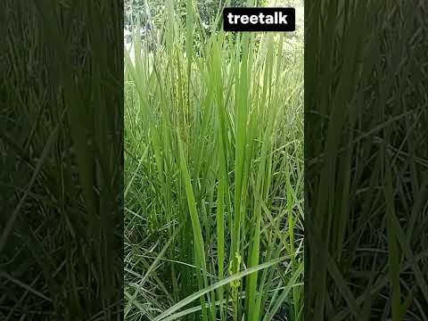 How to Grow Rice: Simple Steps#GrowRice #RiceFarming #PaddyFields  #RiceCultivation #HowToGrowRice