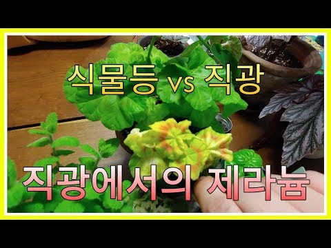 직광에서의 제라늄 - 직광 vs 식물등ㅣPelargoniums in direct sunlight