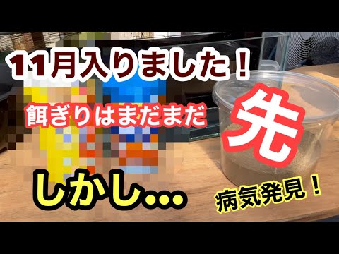 (メダカ)11月入り！餌を変えますよ。しかし....