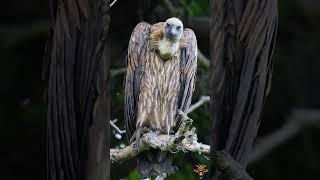 Wild Birds  #serengetinationalpark  #wildlifetourism  #safarijourney