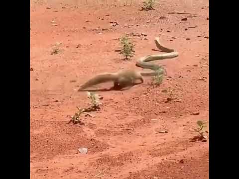 "Epic Showdown: Mongoose vs Snake - Battle for Survival" #facts #junglewildlife #babyanimals