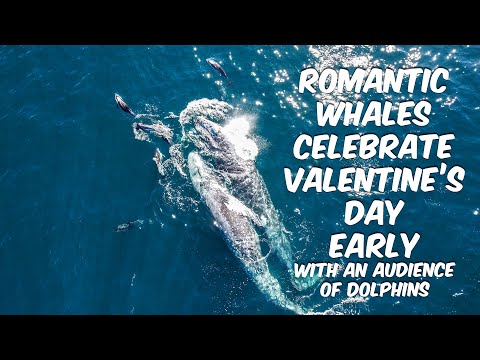 Romantic Whales Celebrate Valentine's Day Early with a Pod of Dolphins