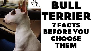 Before you buy a dog - BULL TERRIER - 7 facts to consider! DogCastTV!