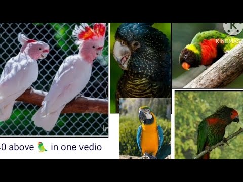 40 above colours of parrots in one vedio, so look at the beautiful parrots