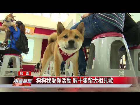 狗狗我愛你活動 數十隻柴犬相見歡