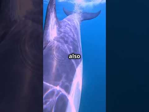 Surprising Secrets Behind Dolphin Communication