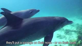 Wild vs Captive: 10 Things You Didn't Know about Dolphins