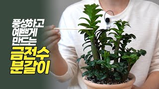 Repotting zzplant to make it abundant and pretty - Growing plants - Home gardening