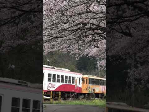 樽見鉄道　桜と２連 #鉄道