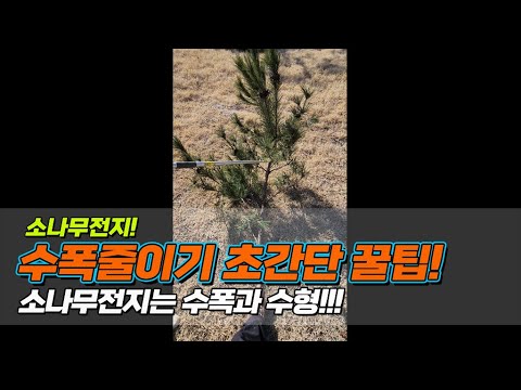 소나무전지! 수폭줄이기 초간단 꿀팁.. 소나무전지는 수폭과 수형 / Reduce the length of pine branches