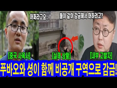 푸바오와 셩이 함께 비공개 구역으로 감금! 강제 교배 논란..폭로된 선수핑 판다기지 상황, 실제영상포함