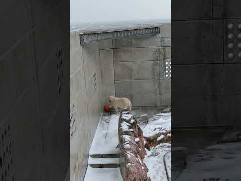 エサ入りボールを転がすモモ 雪や波の音が気になる？ #男鹿水族館GAO #男鹿水族館 #ホッキョクグマ #浜松市動物園 #モモ