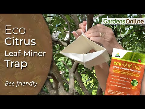 Citrus Leaf Miner Trap