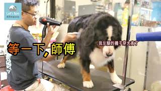 伯恩山犬洗澡～(洗澡吧Let's Spa頂級寵物美容）