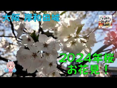 【大阪府 岸和田城 】桜！お花見に行きました！2024年4月1日撮影。咲き始めの桜がとても綺麗でした！岸和田市お城まつり Osaka Kishiwada Castle cherry blossoms